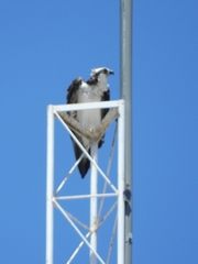Pandion haliaetus