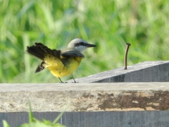 Tyrannus albogularis