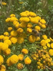Eristalis