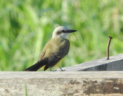 Tyrannus albogularis