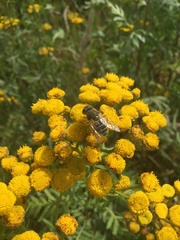 Eristalis
