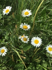 Leucanthemum vulgare