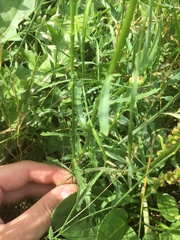 Leucanthemum vulgare