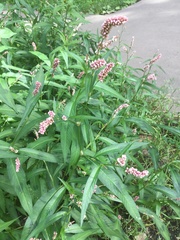 Persicaria maculosa