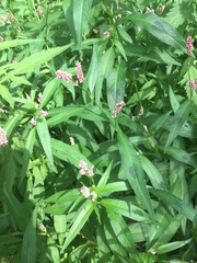 Persicaria maculosa