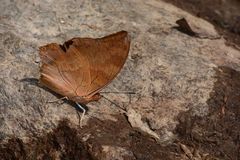 Charaxes psaphon imna
