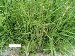 Equisetum palustre