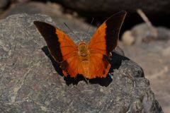 Charaxes psaphon imna