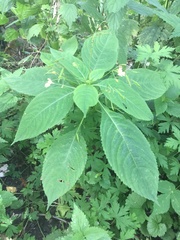 Impatiens parviflora