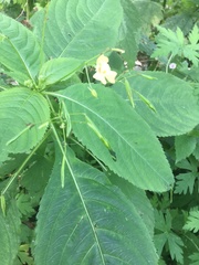 Impatiens parviflora