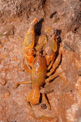 Engaeus tuberculatus