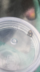 Paracritheus trimaculatus