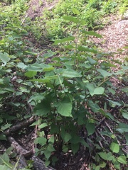 Reynoutria × bohemica