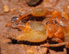 Engaeus tuberculatus