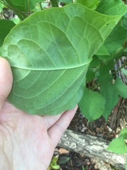 Reynoutria × bohemica