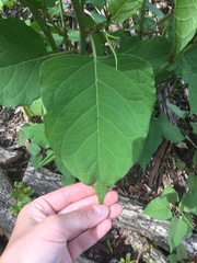 Reynoutria × bohemica