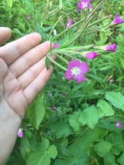 Epilobium hirsutum
