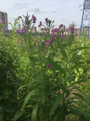Epilobium hirsutum