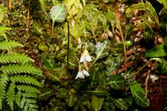 Shortia rotundifolia