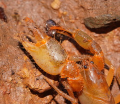 Engaeus tuberculatus
