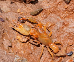Engaeus tuberculatus