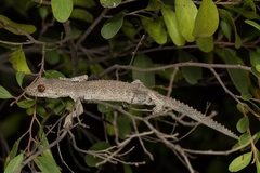 Strophurus williamsi