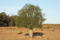 Brachychiton rupestris