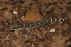 Oedura cincta