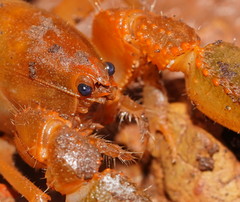 Engaeus tuberculatus