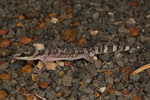 Inland marbled velvet gecko, Oedura cincta