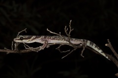 Oedura cincta