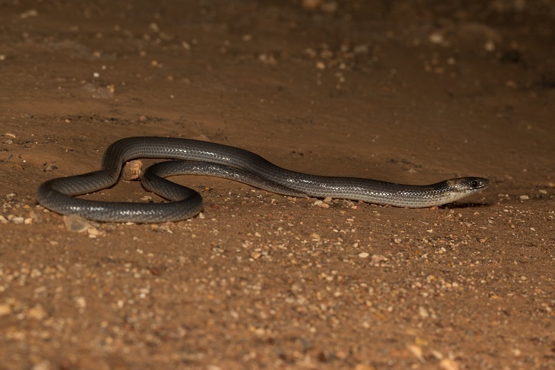 Brigalow Scaly-foot in November 2018 by dhfischer · iNaturalist