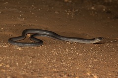 Paradelma orientalis