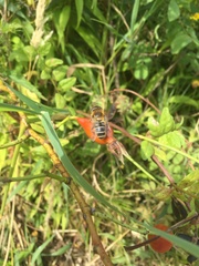 Eristalis