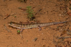 Eremiascincus richardsonii