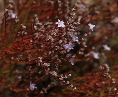 Limonium hermaeum
