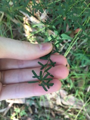 Pultenaea retusa