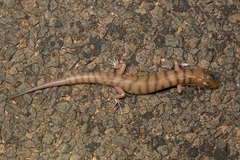 Eremiascincus richardsonii