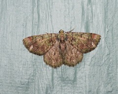 Aeolochroma rhodochlora