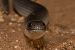Paradelma orientalis