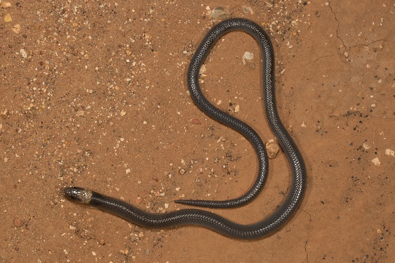 Brigalow Scaly-Foot