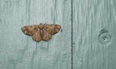 Aeolochroma rhodochlora