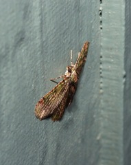 Aeolochroma rhodochlora