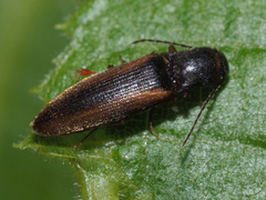 Dalopius marginatus