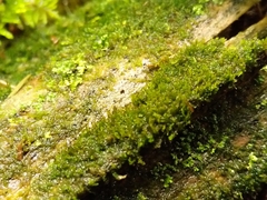 Crossocalyx hellerianus