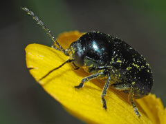 Cryptocephalus violaceus