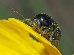 Cryptocephalus violaceus