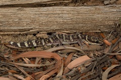 Oedura cincta