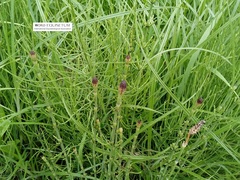 Equisetum palustre