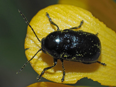 Cryptocephalus violaceus